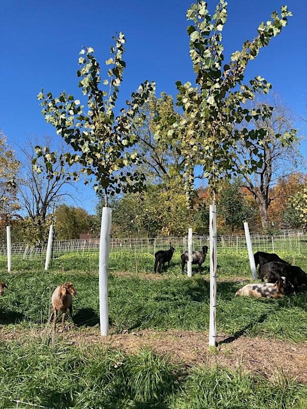 Silvopasture Field Day | Gansvoort Farm