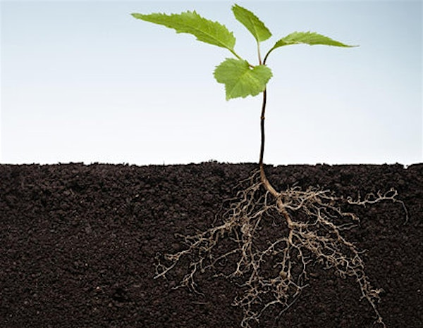 Soil Health and Restoration | Harry P. Leu Gardens