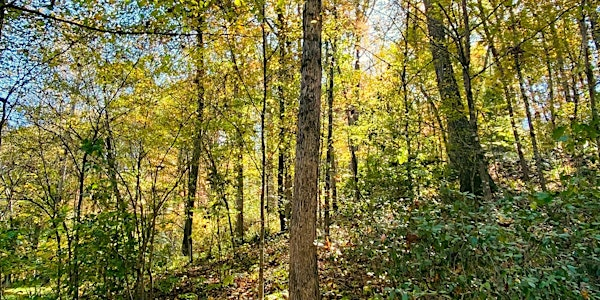 Deepening Our Therapeutic Practice through Nature and the Natural Self | Penny Brohn Centre