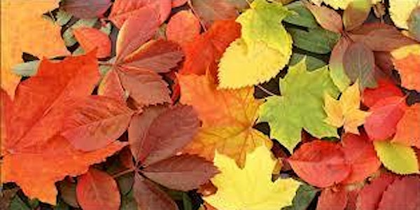 Nature TO - Trees Around the Branch Tour | Toronto Public Library - Sanderson Branch