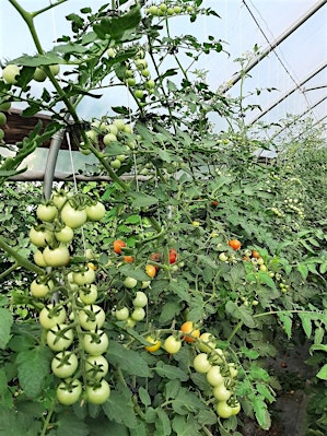 Feeding Your Garden; Using Fertilizers and Amendments | Grow Pittsburgh's Garden Resource Center