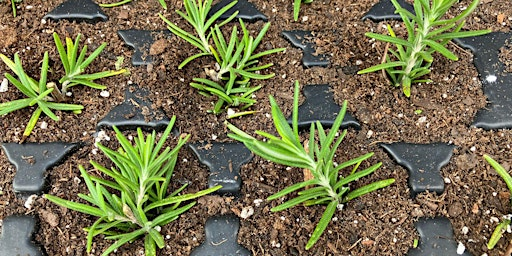 Plant Propagation In-Person Workshop | Hillsborough County Extension Service