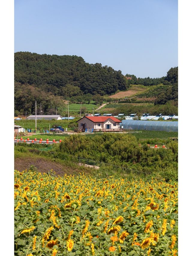 지나간 해바라기 리뷰합니다 <호로고루>