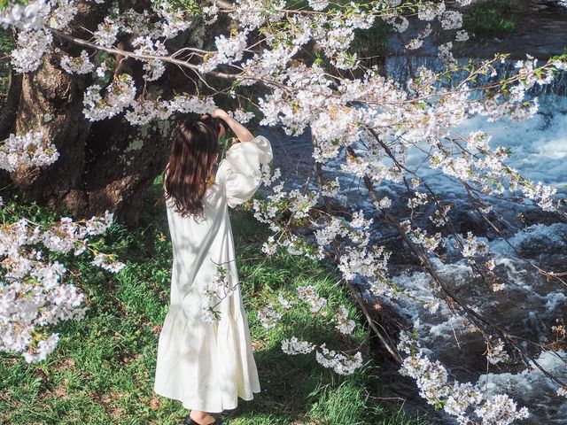 観音寺川の桜