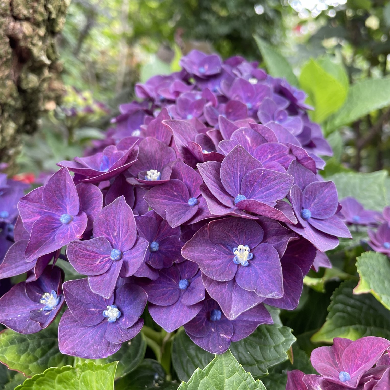 Yokohama English Garden Hydrangea Haven Trip Com Yokohama Travelogues