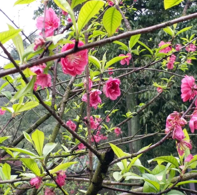 花花🌺🌷🥀🌻🌼🌸公園