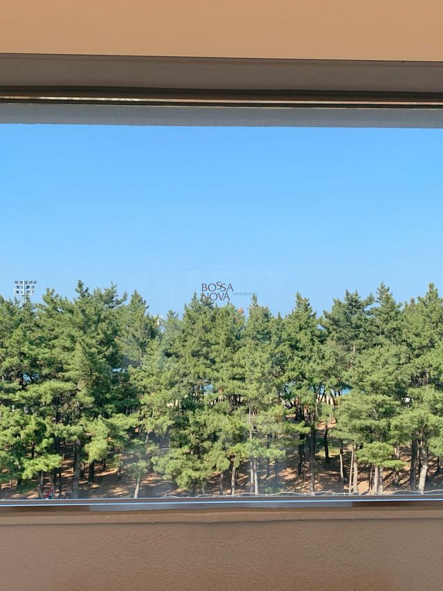 [속초] 바로앞에 속초 바다가있는 속초 보사노바 카페