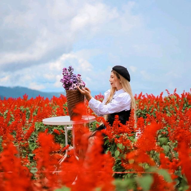สวนดอกไม้ที่วิวสวยที่สุด | ม่อนแจ่ม ~ เชียงใหม่