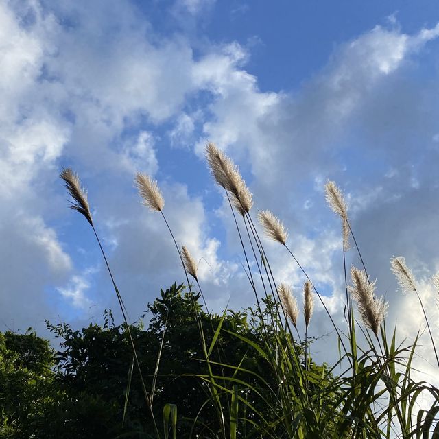 🚙⛰駕車行山好選擇 — 龍蝦灣郊遊徑