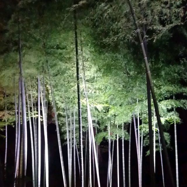 紅葉時期の夜ライトアップin 六義園