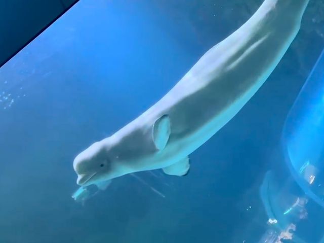 🇰🇷사랑스런 벨루가를 마지막으로 볼수 있는 곳~🐬