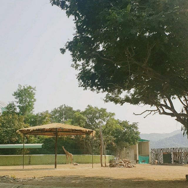인도의 동물원 Jungle Safari