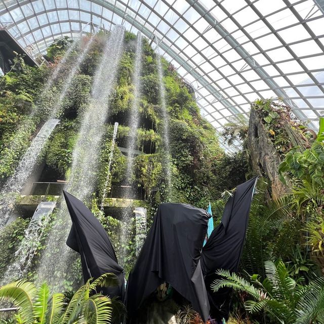 Avatar Cloud Forest launch