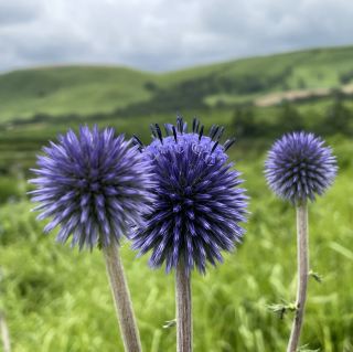[Kumamoto] I met a blue bee