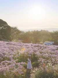개미취 꽃밭에 빠져 보세요💜문경 봉천사 개미취축제