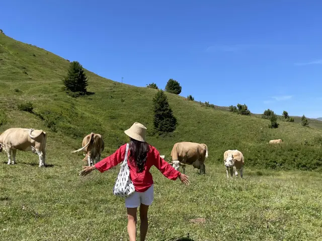 클라이네샤이덱의 미친 광경!🐂🐂