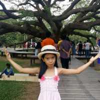 ใต้ร่มเงาอันอบอุ่นของต้นจามจุรียักษ์