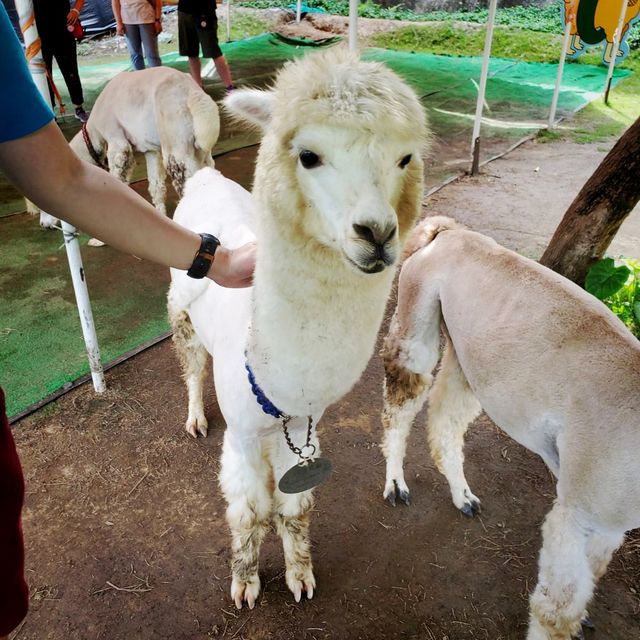 🦙可愛的草泥馬🦙
