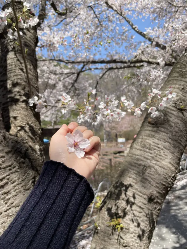 벚꽃 시기를 놓쳤다면 마이산으로🌸🍃