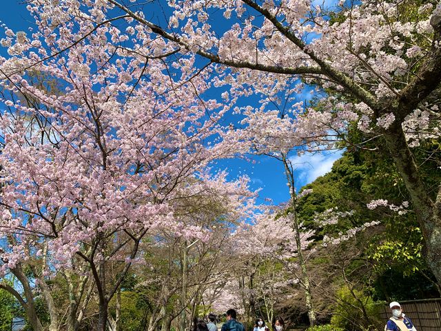 京都　SAKURA 桜めぐり❗️哲学の道の桜に感動❗️