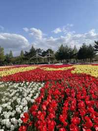튤립이 정말 예쁜 청주 문암생태공원🌷