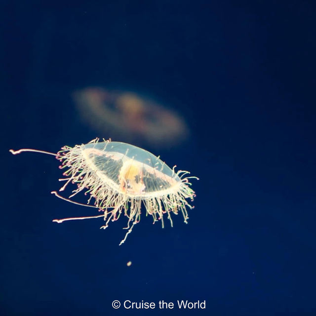 One of the Best Aquarium in Asia - Osaka