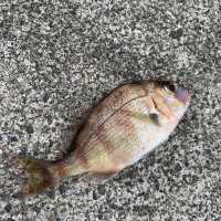 新潟でおすすめの釣り場🐟
