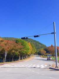 단풍구경은 여기서 하자 🍂경주 보문관광단지 