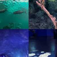 แมงกระพรุนเรืองแสง ท่องโลกใต้ทะเล บางแสน ชลบุรี