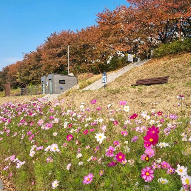 코스모스 가득한 안양천