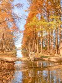 외나무다리 포토존으로 유명한 #천년숲정원 🍁 