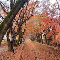 【河口湖】紅葉回廊がすごい。