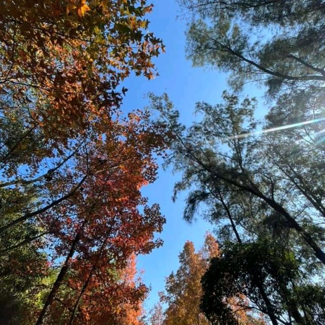 第1站: 大棠楓香林(紅葉篇) 第1站: 大棠楓香林(紅葉篇)