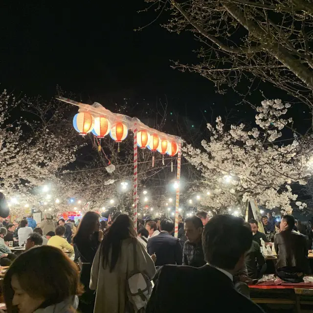 京都｜圓山公園～市區就可抵達的夜櫻夜市