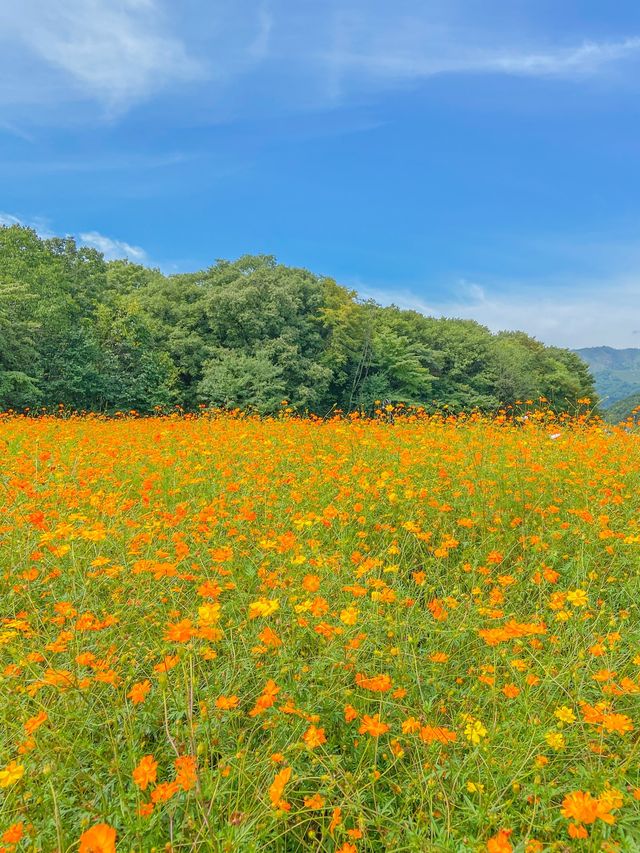 황화 코스모스 한가득, 함양 상림공원💛
