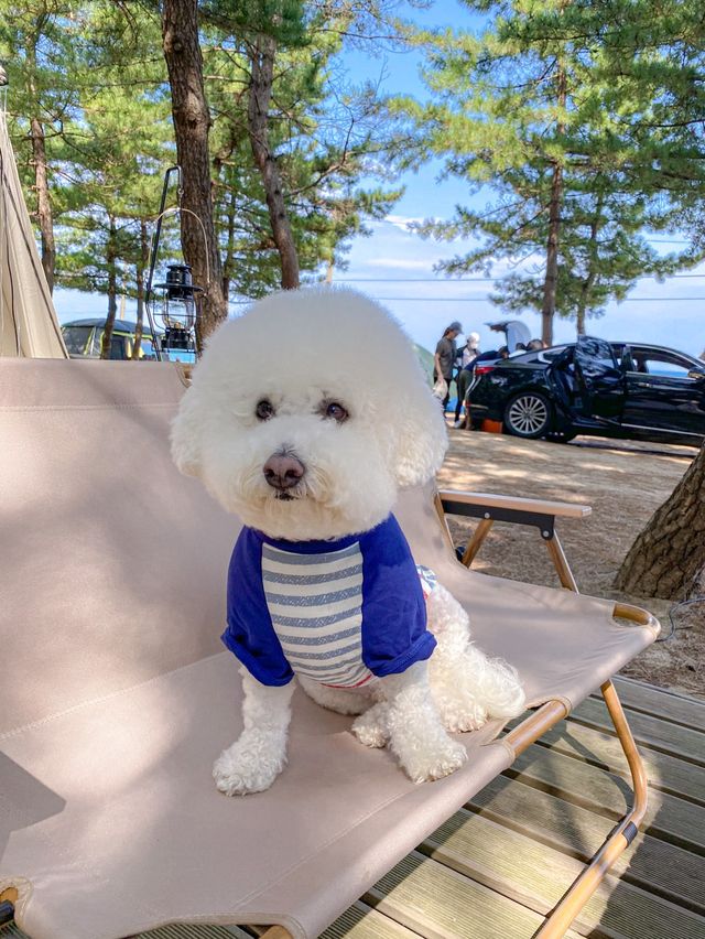 양양 핫플들과 위치가 가까운 푸른바다캠핑장⛺️