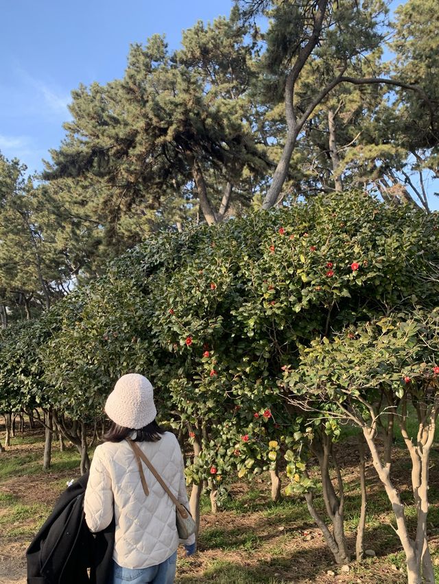 [부산] 동백섬에서 늦은 동백꽃 보기 🌺🌺❤️