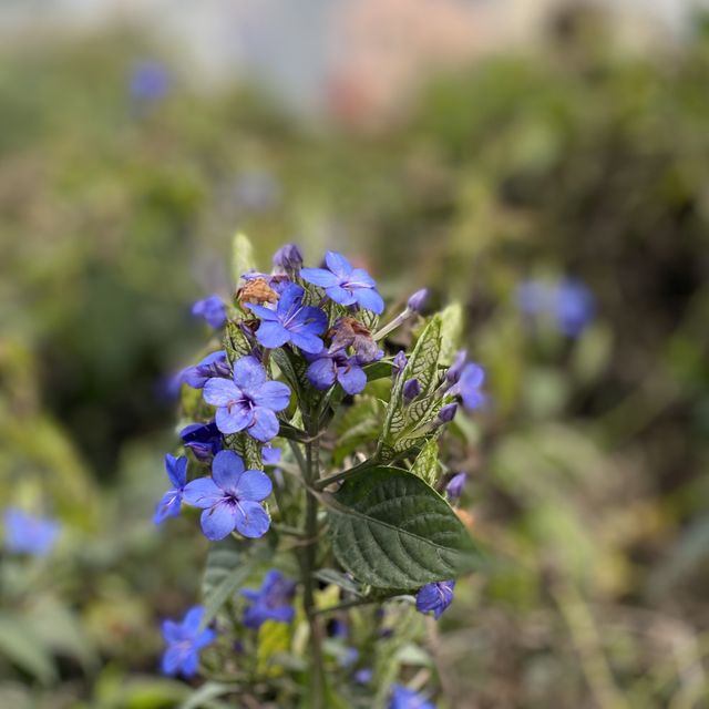行山：香港大學—龍虎山—西高山—山頂