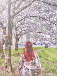 서울 감성 벚꽃명소를 찾는다면, 바로 이 곳🌸