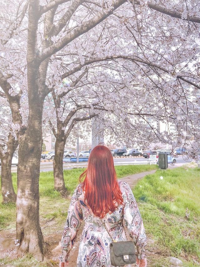 서울 감성 벚꽃명소를 찾는다면, 바로 이 곳🌸