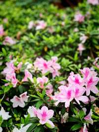 🌺🌼德華公園悠閑觀花🌴🌿