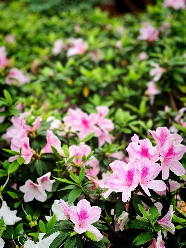 🌺🌼德華公園悠閑觀花🌴🌿