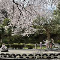 【神奈川】お城と満開の桜が美しい桜の名所🌸