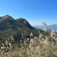 山賞芒草之旅🌾