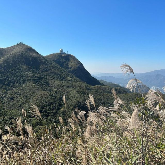 山賞芒草之旅🌾