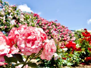 다양한 색상의 장미를 볼 수 있습니다!