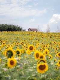 🌹라비앙로즈 꽃구경 : 해바라기 천국 안성팜랜드! 🌻