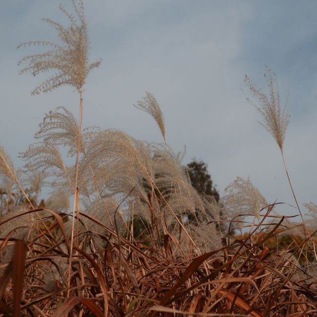 나홀로나무🌳 올림픽공원