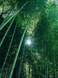 【岐阜】まるで京都！？絶景の竹林