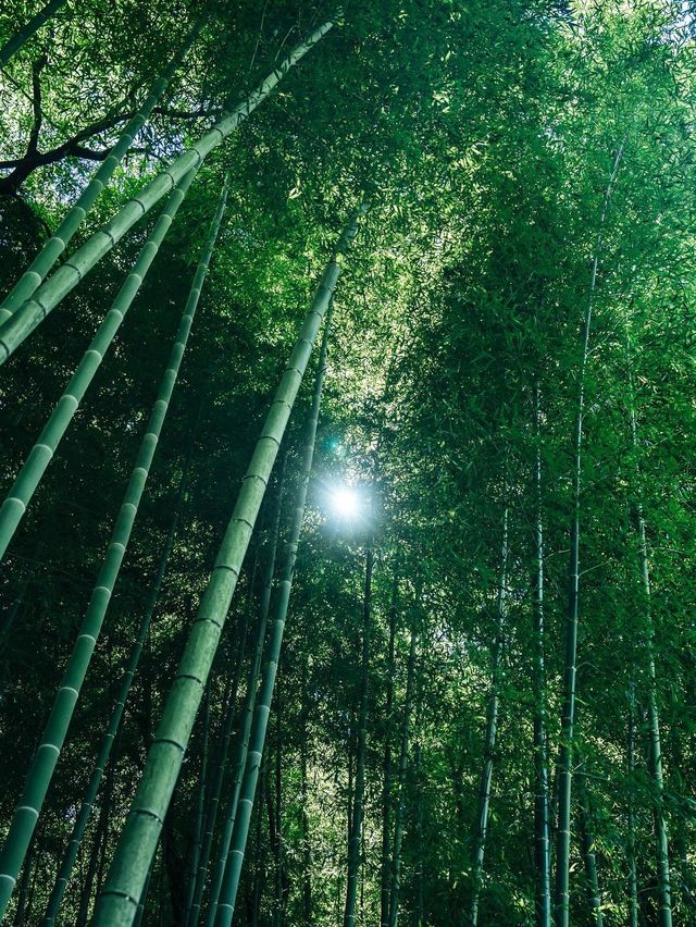 【岐阜】まるで京都！？絶景の竹林
